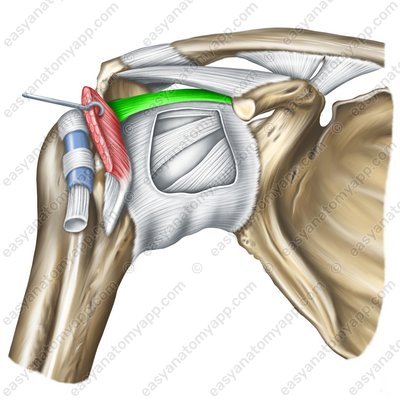 Coracohumeral ligament (lig. coracohumerale)